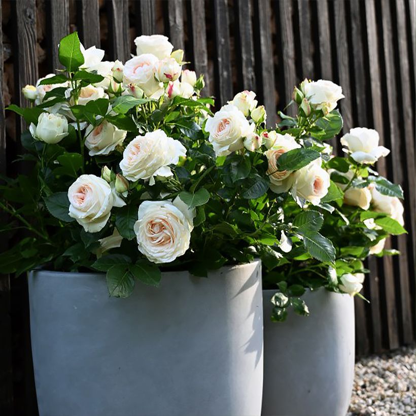 Rosier à grandes fleurs Holiday Island Key Largo (Plant habit)