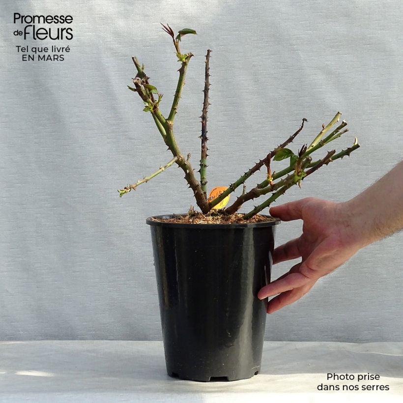 Example of Rosier à grandes fleurs Honore de Balzac Pot de 4L/5L as you get in printemps