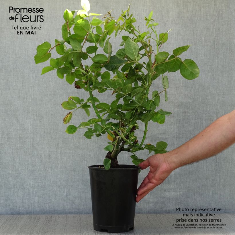 Example of Rosier à grandes fleurs Ibiza Pot de 4L/5L as you get in printemps