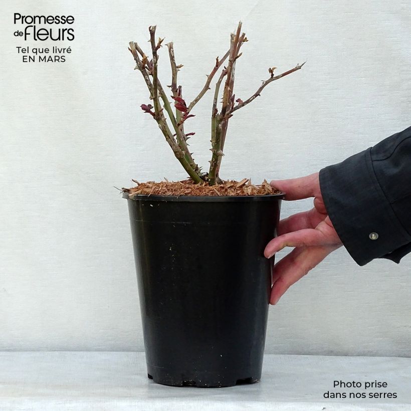 Example of Rosier à grandes fleurs Ingrid Bergman Pot de 4L/5L as you get in printemps