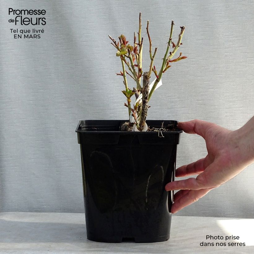 Example of Rosier à grandes fleurs Isabelle Autissier Pot de 4L/5L as you get in printemps