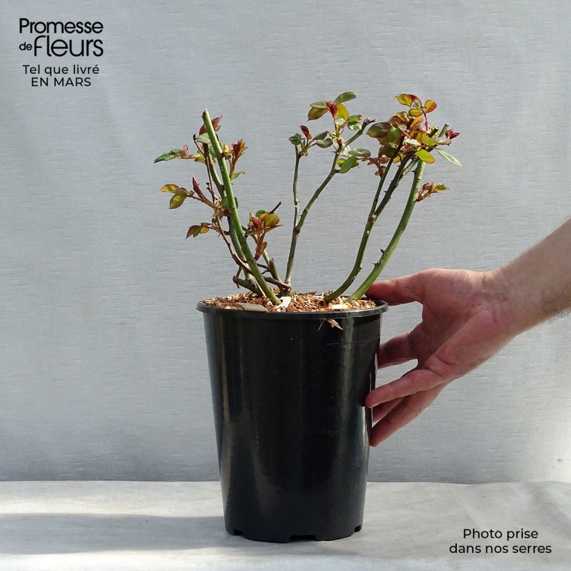 Example of Rosier à grandes fleurs Jalitah Pot de 4L/5L as you get in printemps