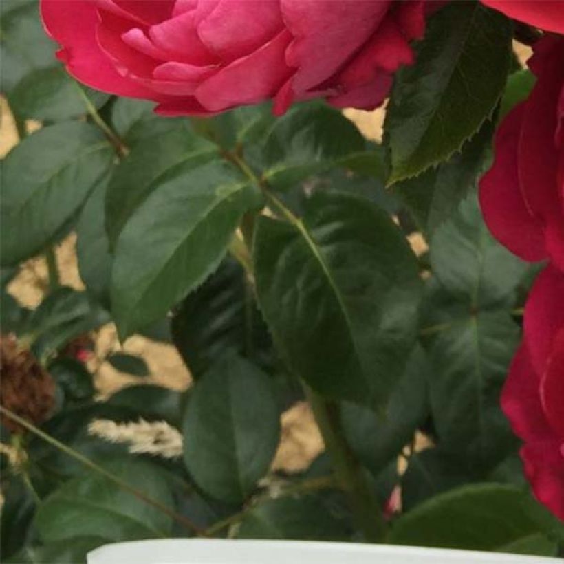 Rosier à grandes fleurs Jingle Bells (Foliage)