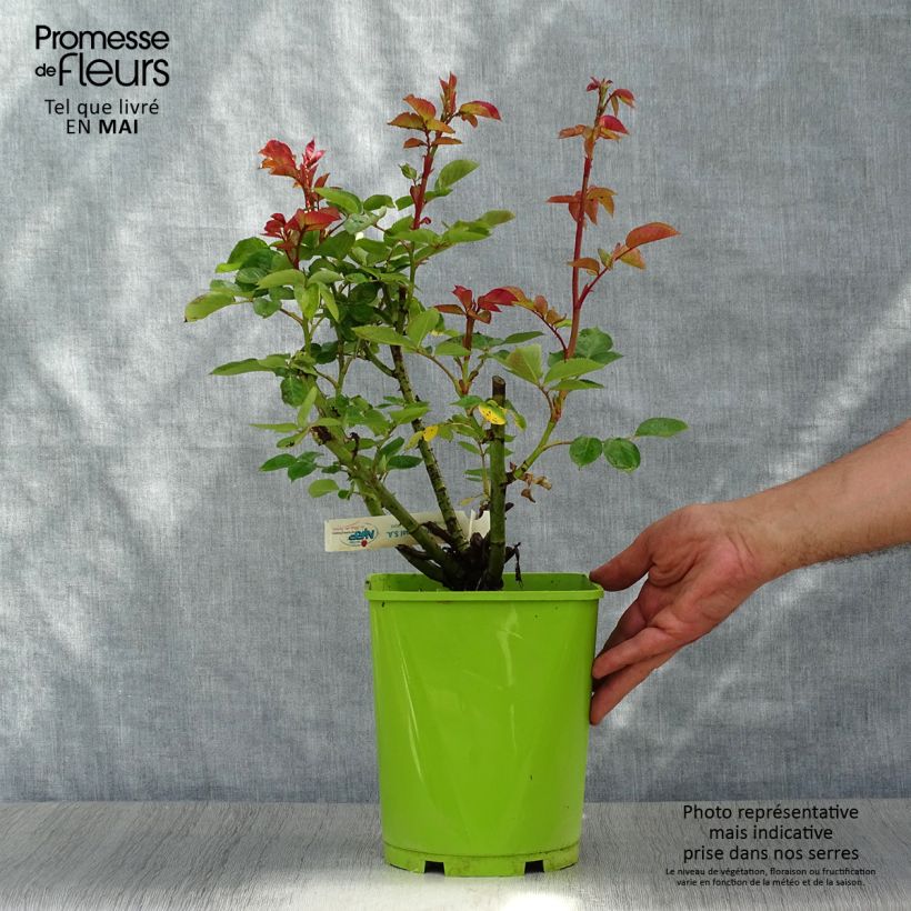 Example of Rosier à grandes fleurs Jingle Bells Pot de 4L/5L as you get in printemps