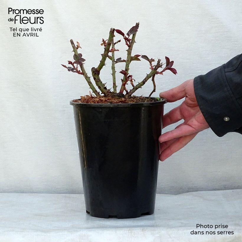 Spécimen de Rosier à grandes fleurs Just Joey Pot de 4L/5L tel que livré au printemps