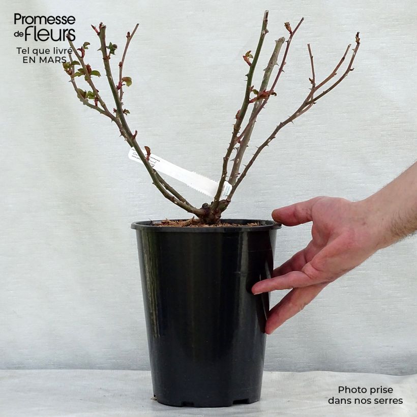 Spécimen de Rosier à grandes fleurs La Rose de Molinard Pot de 4L/5L tel que livré au printemps
