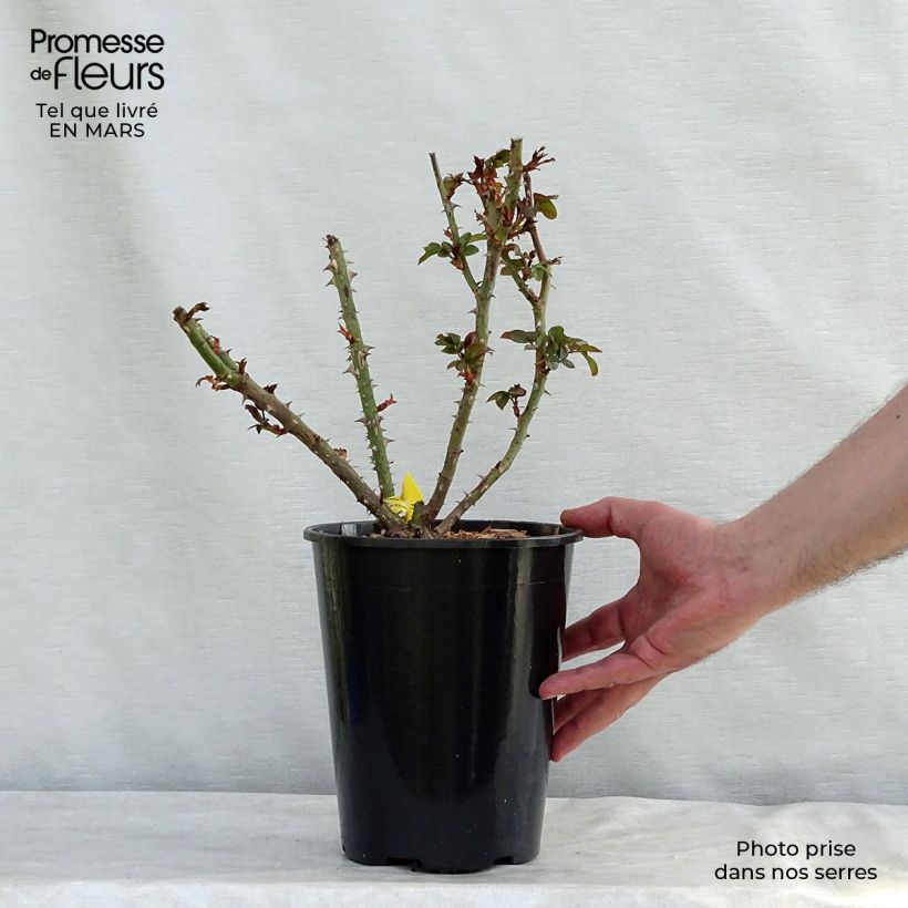 Spécimen de Rosier à grandes fleurs Les Années Folles Bobino Pot de 4L/5L tel que livré au printemps