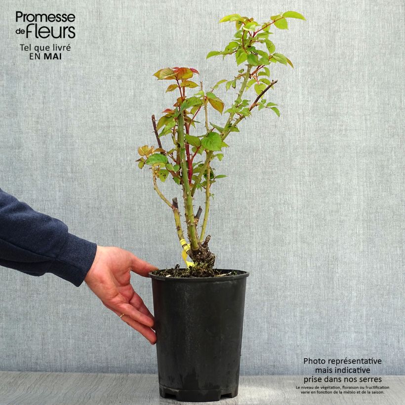 Example of Rosier à grandes fleurs Les Années Folles Fox Trot Pot de 4L/5L as you get in printemps