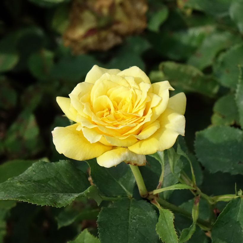 Rosier à grandes fleurs Les Années Folles La Rotonde (Flowering)