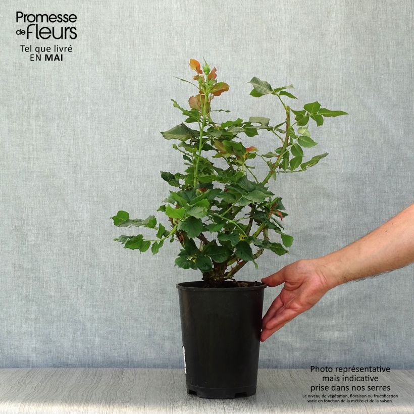 Example of Rosier à grandes fleurs Les Années Folles La Rotonde Pot de 4L/5L as you get in printemps