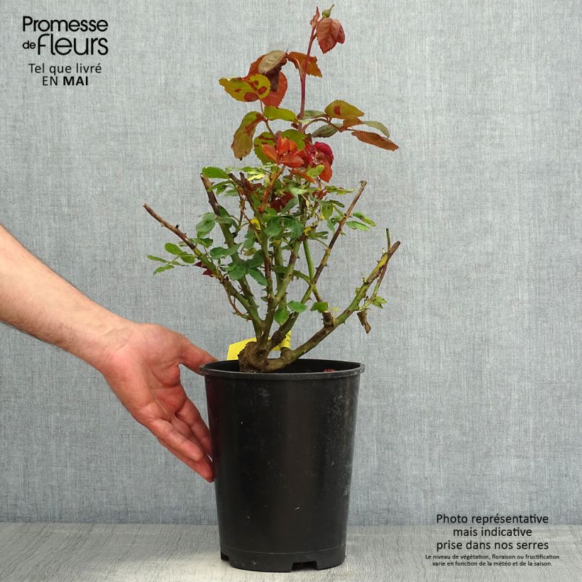 Example of Rosier à grandes fleurs Les Années Folles Mistinguett Pot de 4L/5L as you get in printemps