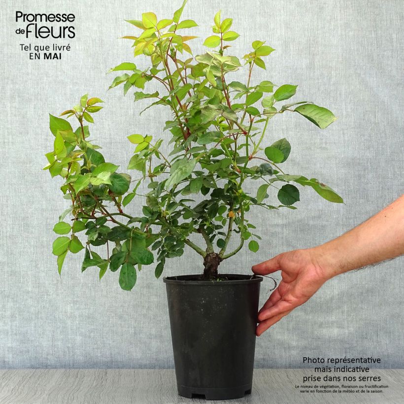 Spécimen de Rosier à grandes fleurs Les Années Folles Music Hall Pot de 4L/5L tel que livré au printemps