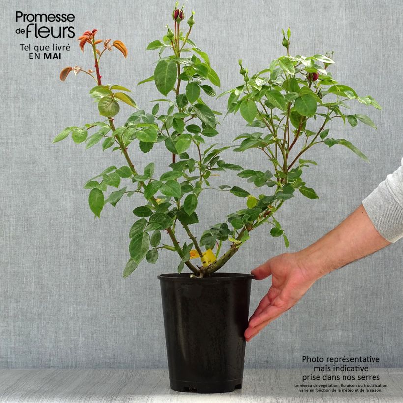 Example of Rosier à grandes fleurs Les Années Folles Trocadéro Pot de 4L/5L as you get in printemps