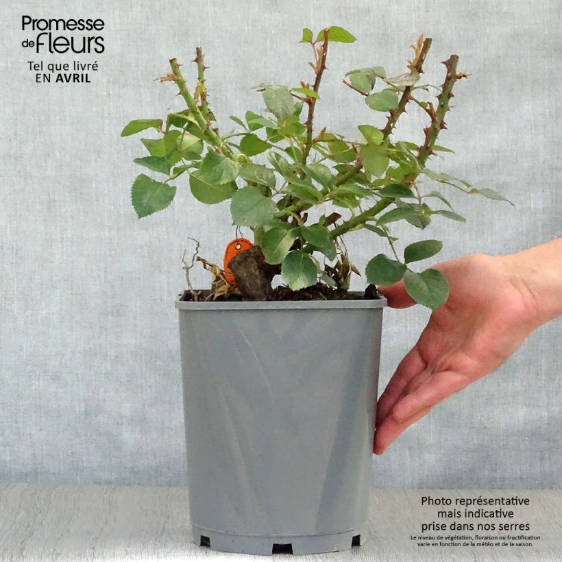 Example of Rosier à grandes fleurs Line Renaud Pot de 4L/5L as you get in printemps
