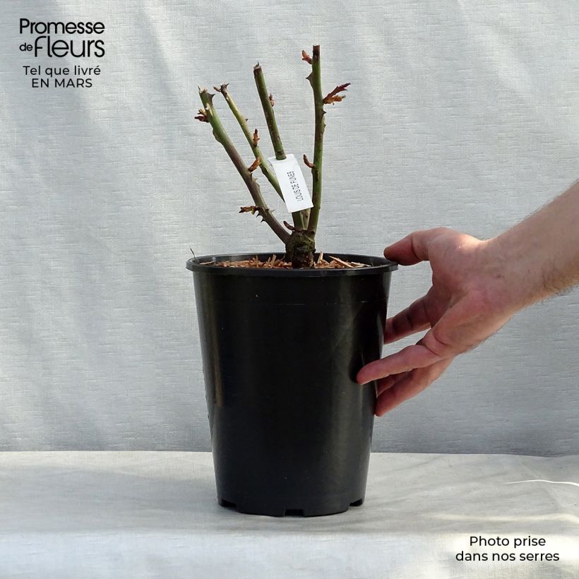 Example of Rosier à grandes fleurs Louis de Funes Pot de 4L/5L as you get in printemps