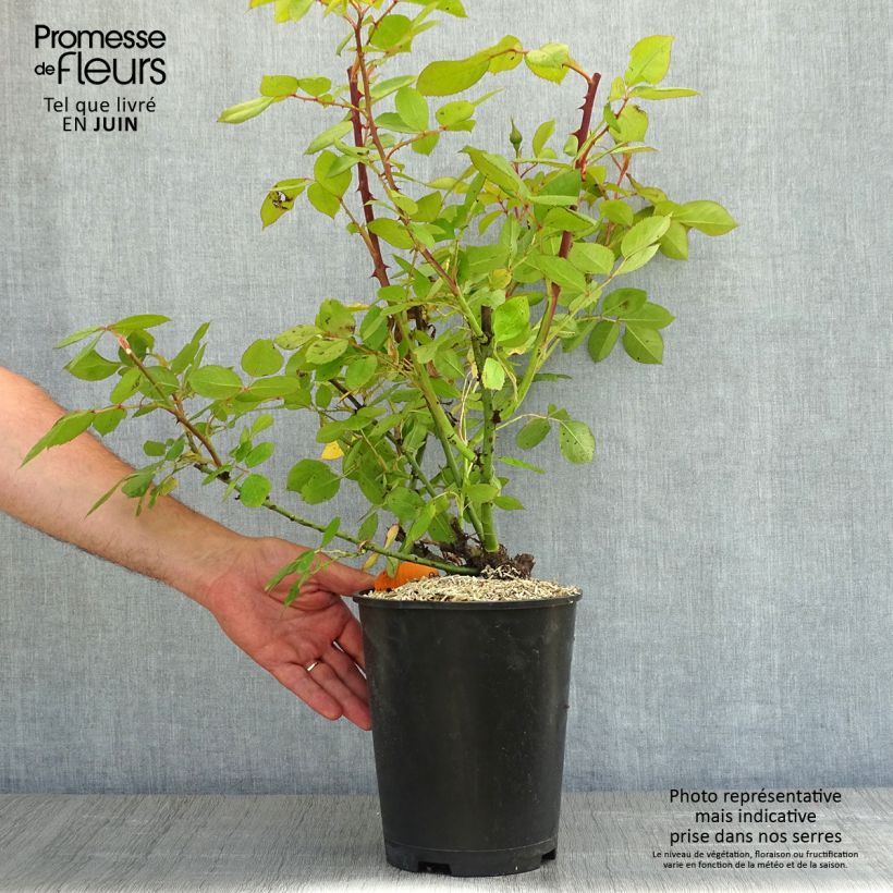 Example of Rosier à grandes fleurs Lyon Lumières Pot de 4L/5L as you get in printemps