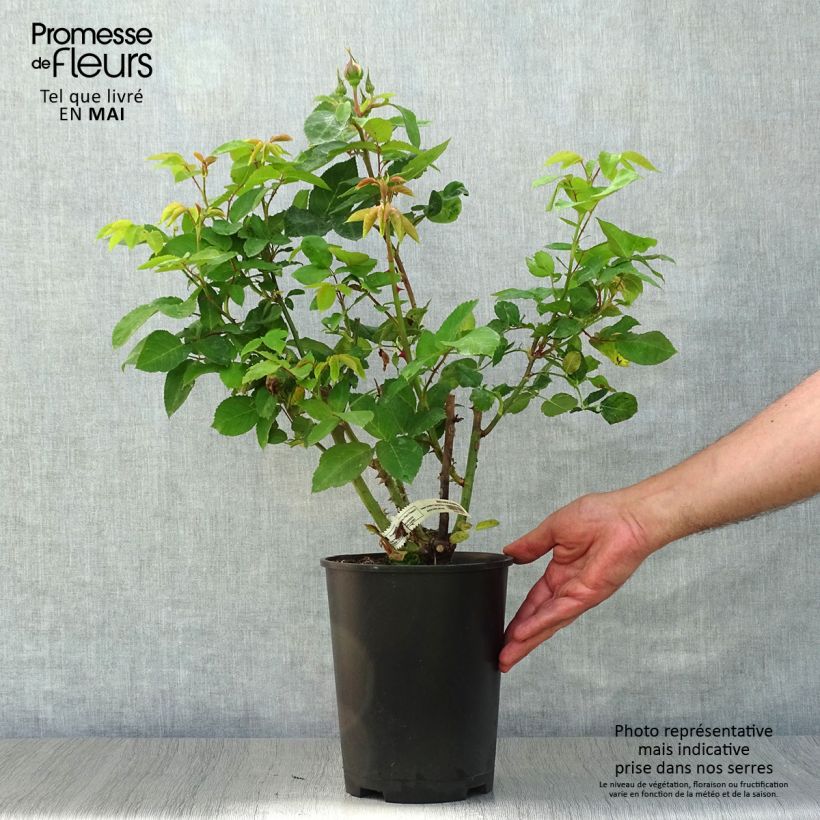 Example of Rosier à grandes fleurs Marc Chagall Pot de 3L/4L as you get in printemps