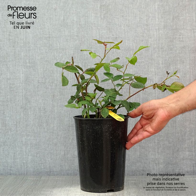 Example of Rosier à grandes fleurs Memoire Pot de 4L/5L as you get in printemps