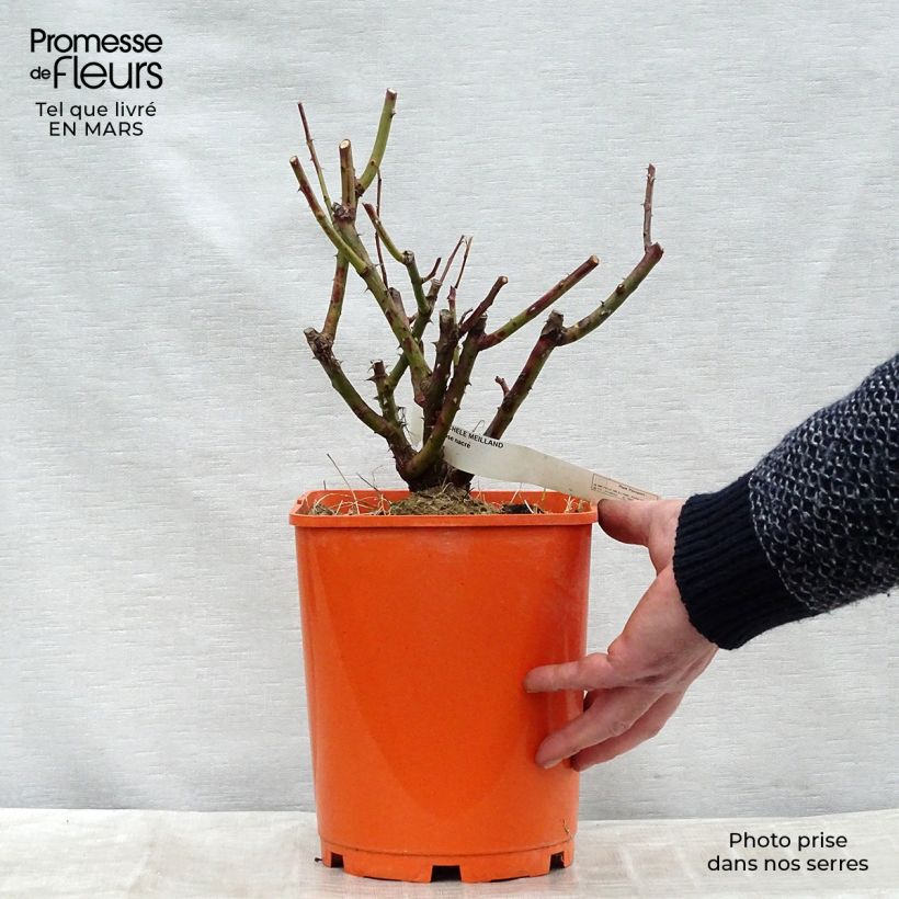 Example of Rosier à grandes fleurs Michele Meilland Pot de 4L/5L as you get in printemps