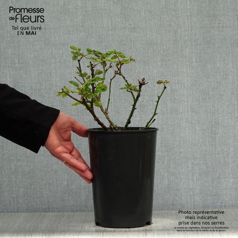 Example of Rosier à grandes fleurs Mme A. Meilland (Peace) Pot de 4L/5L as you get in printemps