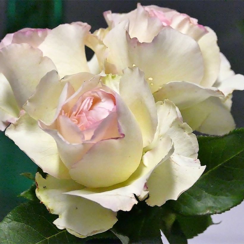 Rosier à grandes fleurs Niharika (Flowering)