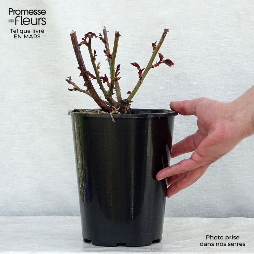 Example of Rosier à grandes fleurs Nostalgie Pot de 4L/5L as you get in printemps