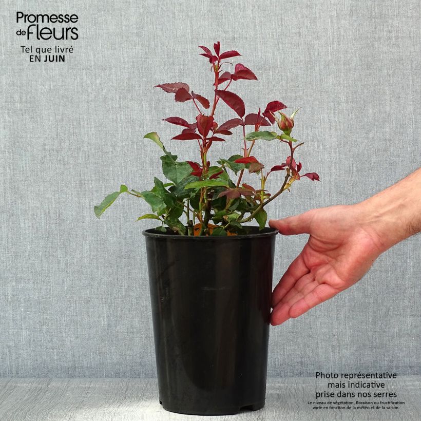 Example of Rosier à grandes fleurs Nuage Parfumé (Duftwolke) Pot de 3L/4L as you get in printemps