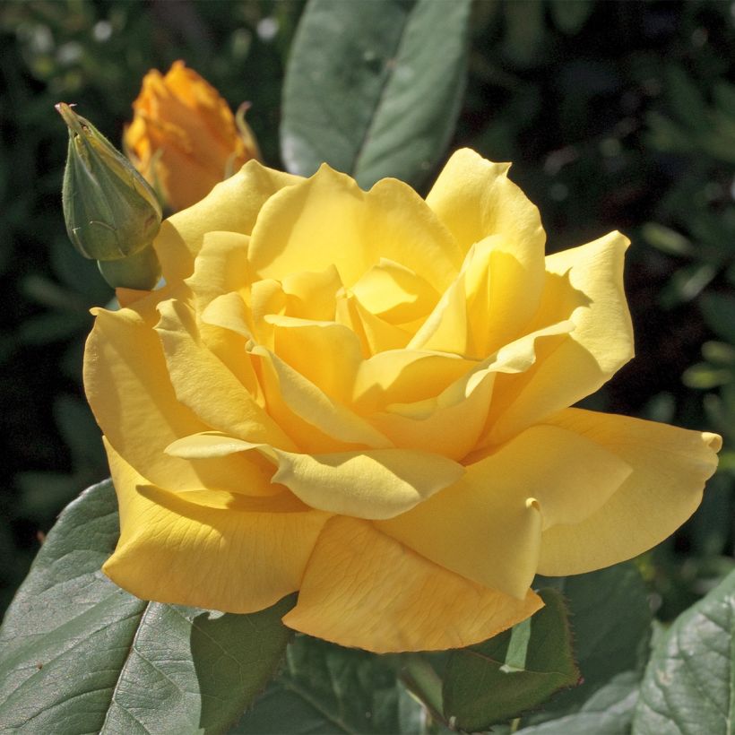 Rosier à grandes fleurs Pacific Sunset  (Flowering)