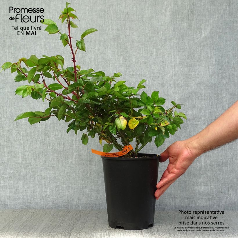 Example of Rosier à grandes fleurs Pacific Sunset  Pot de 4L/5L as you get in printemps