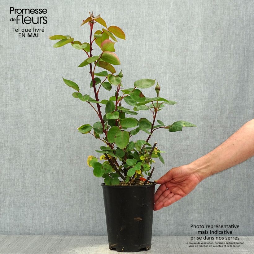 Example of Rosier à grandes fleurs Panthere Rose Pot de 4L/5L as you get in printemps