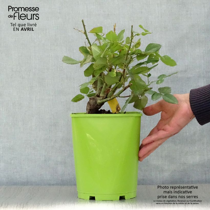 Example of Rosier à grandes fleurs Pape Jean-Paul II Pot de 4L/5L as you get in printemps