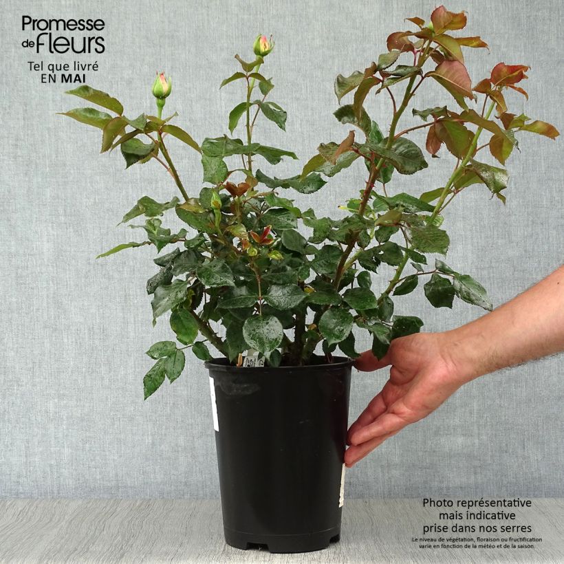 Example of Rosier à grandes fleurs Parfum Royal Pot de 4L/5L as you get in printemps