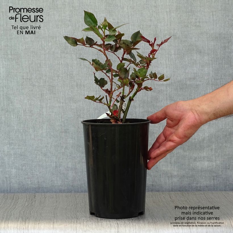 Example of Rosier à grandes fleurs Parfum de Grasse Pot de 4L/5L as you get in printemps