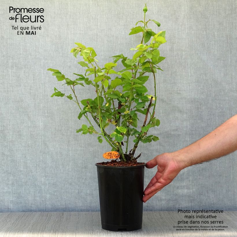 Example of Rosier à grandes fleurs Paul Ricard Pot de 4L/5L as you get in printemps