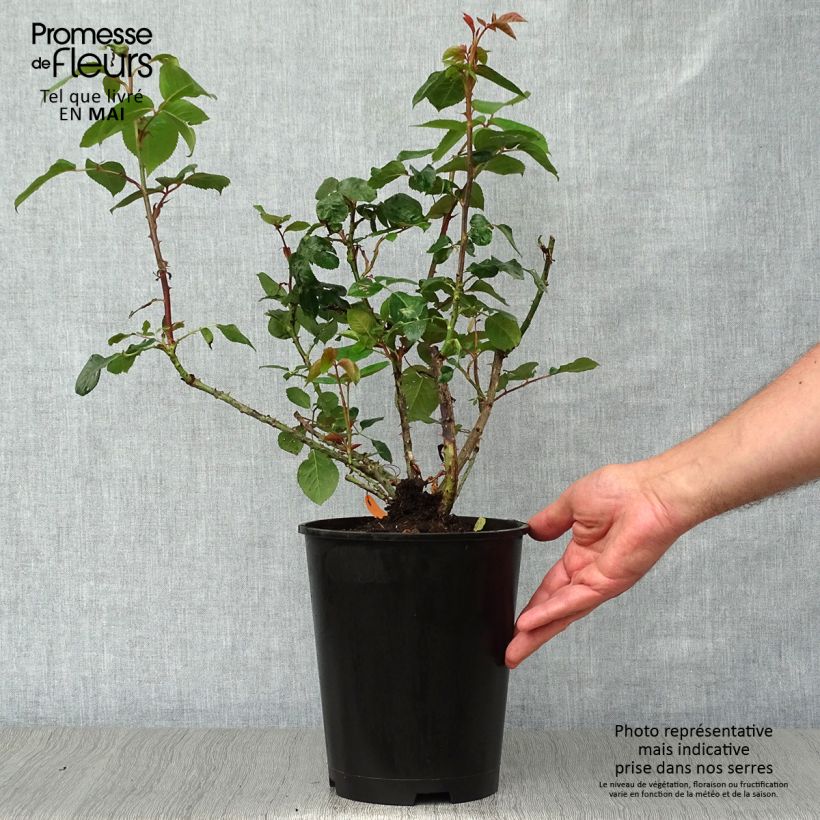Example of Rosier à grandes fleurs Pierre Arditi Pot de 4L/5L as you get in printemps