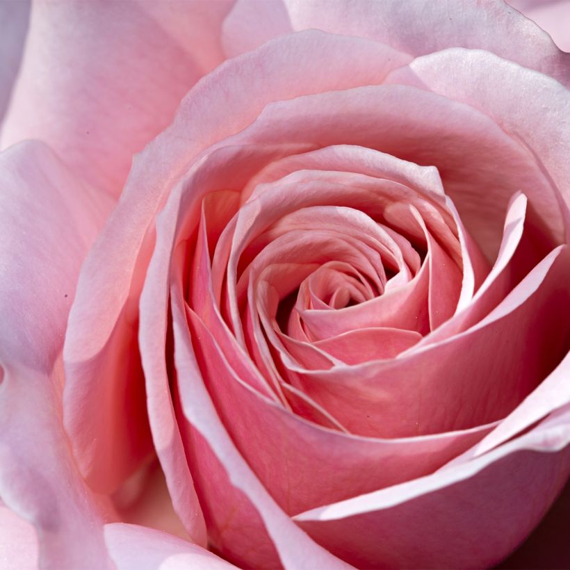 Rosier à grandes fleurs Pierre de Luxembourg (Flowering)