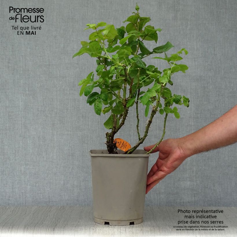 Example of Rosier à grandes fleurs Pink Eureka Pot de 4L/5L as you get in printemps