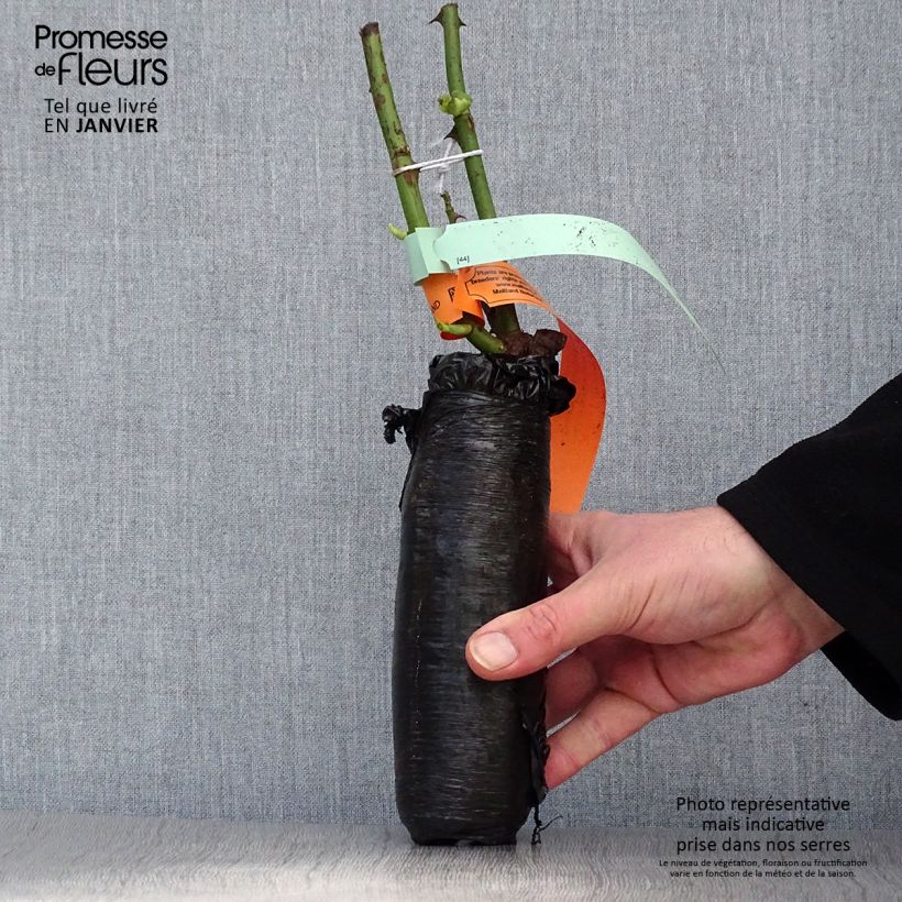 Example of Rosier à grandes fleurs Pink Paradise Racines nues en motte as you get in hiver