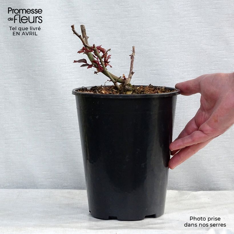 Example of Rosier à grandes fleurs Princesse Alexandra Renaissance Pot de 4L/5L as you get in printemps