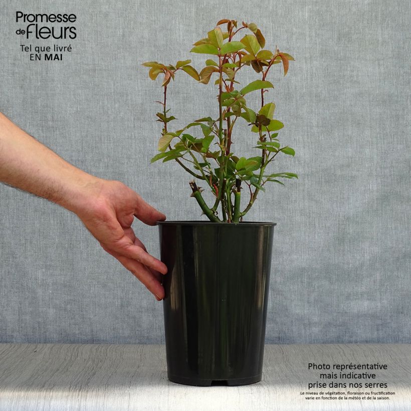 Example of Rosier à grandes fleurs Queen Elisabeth Pot de 4L/5L as you get in printemps