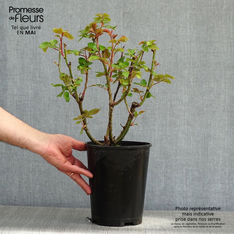 Example of Rosier à grandes fleurs Remember Pot de 4L/5L as you get in printemps