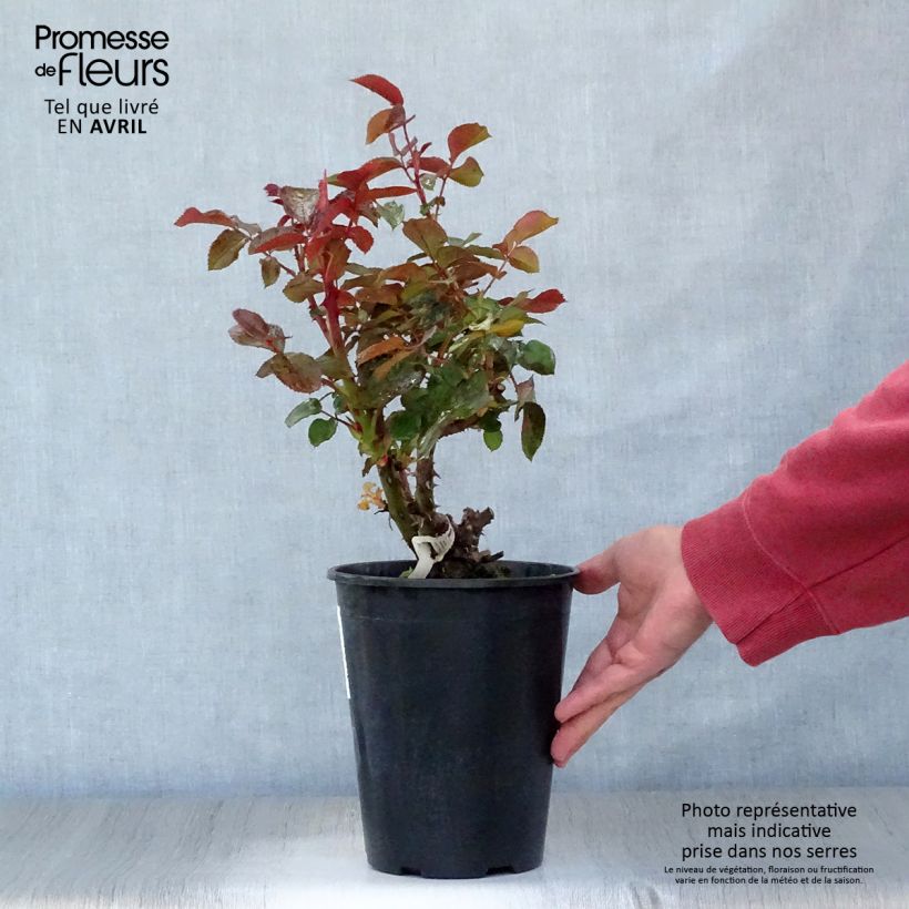 Example of Rosier à grandes fleurs Rose Clos Vougeot Pot de 4L/5L as you get in printemps