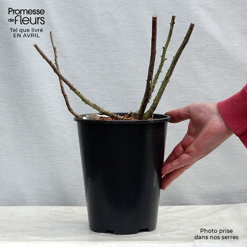 Example of Rosier à grandes fleurs Rose Lalande de Pomerol Pot de 3L/4L as you get in printemps