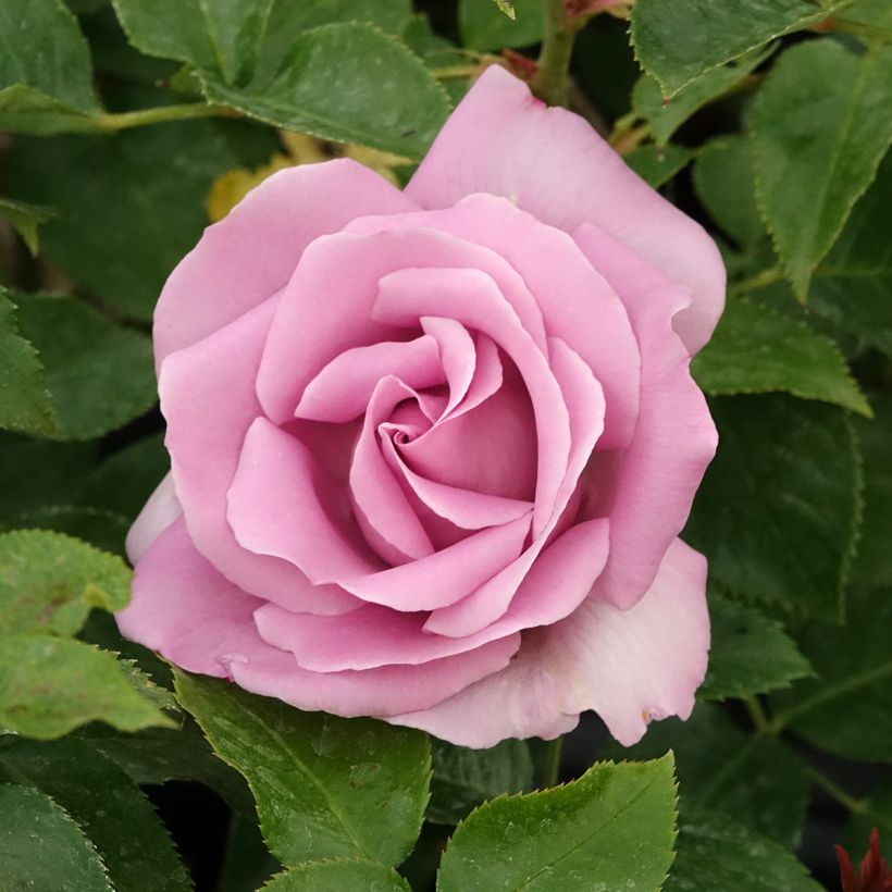 Rosier à grandes fleurs Rose Synactif by Shiseido (Floraison)