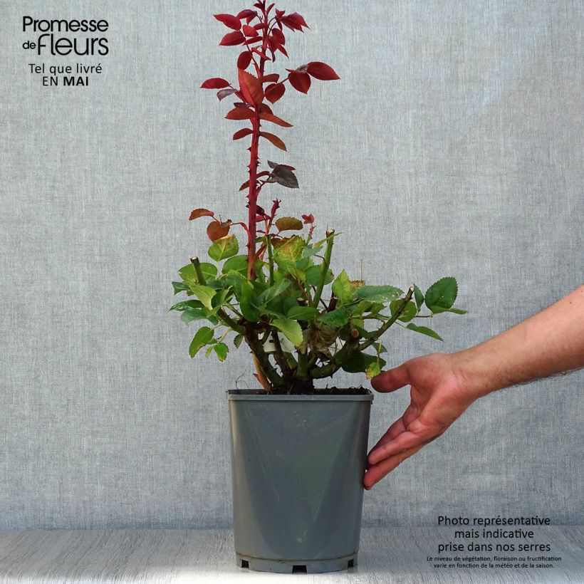 Spécimen de Rosier à grandes fleurs Rouge Adam Pot de 4L/5L tel que livré au printemps