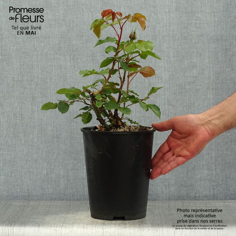 Example of Rosier à grandes fleurs Ruban Rouge Pot de 4L/5L as you get in printemps