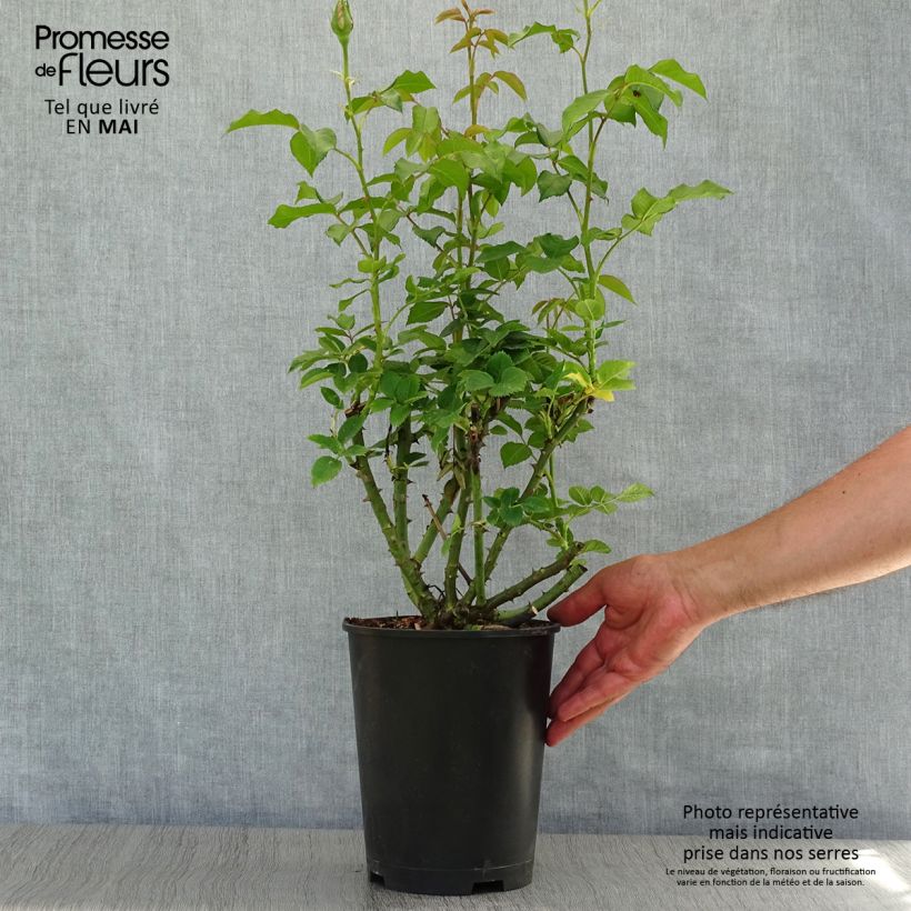 Example of Rosier à grandes fleurs Sandrine Quétier Pot de 4L/5L as you get in printemps