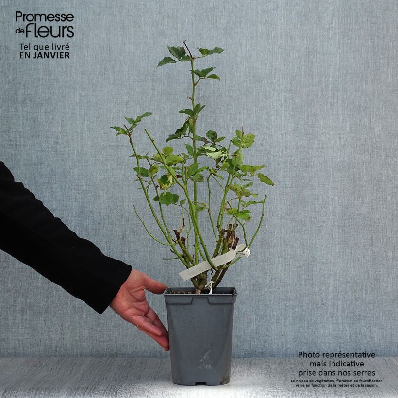 Spécimen de Rosier à grandes fleurs Sophie Rochas Pot de 3L/4L tel que livré en hiver