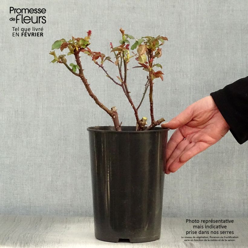 Spécimen de Rosier à grandes fleurs Souvenir de Baden-Baden Pot de 4L/5L tel que livré en hiver