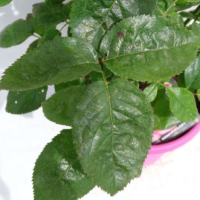 Rosier à grandes fleurs Special Anniversary (Foliage)